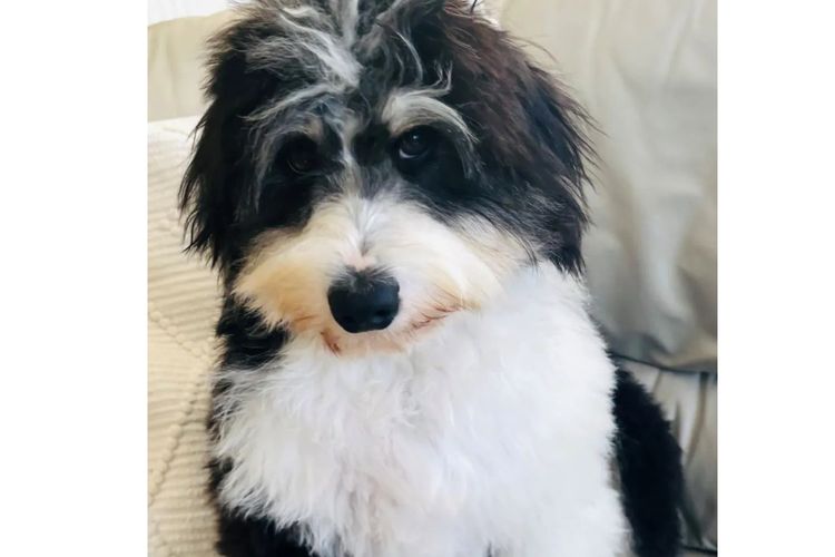 Manny Park Puppies - Aussie Mountain Doodles