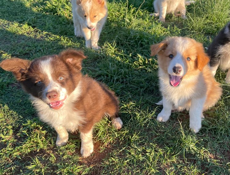 Shellwood Border Collies