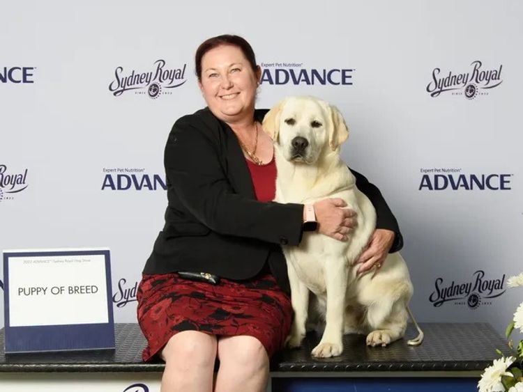Cladaghring Labrador Retrievers DOGS NSW # 2100024730