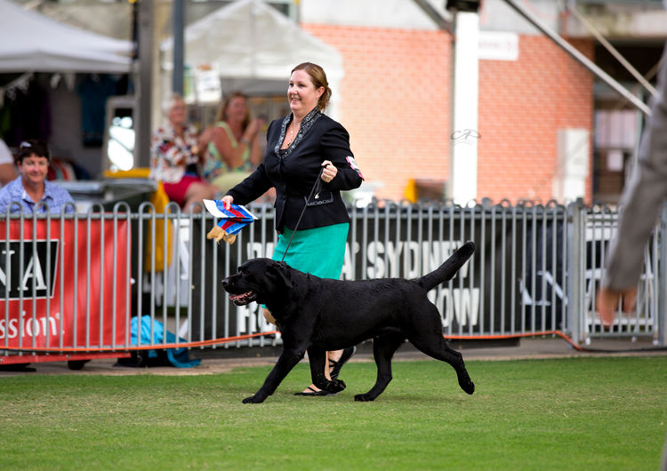 Cladaghring Labrador Retrievers DOGS NSW # 2100024730
