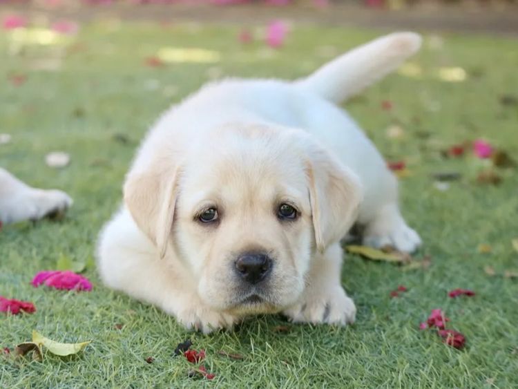 Cladaghring Labrador Retrievers DOGS NSW # 2100024730