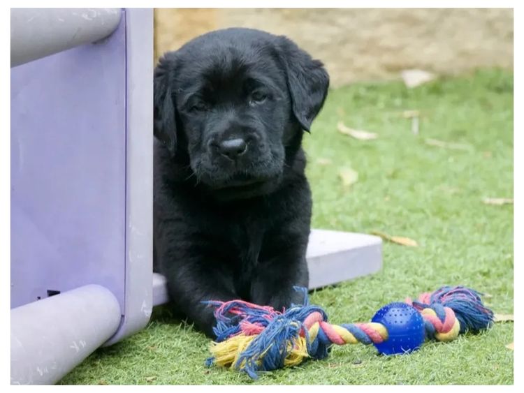 Cladaghring Labrador Retrievers DOGS NSW # 2100024730