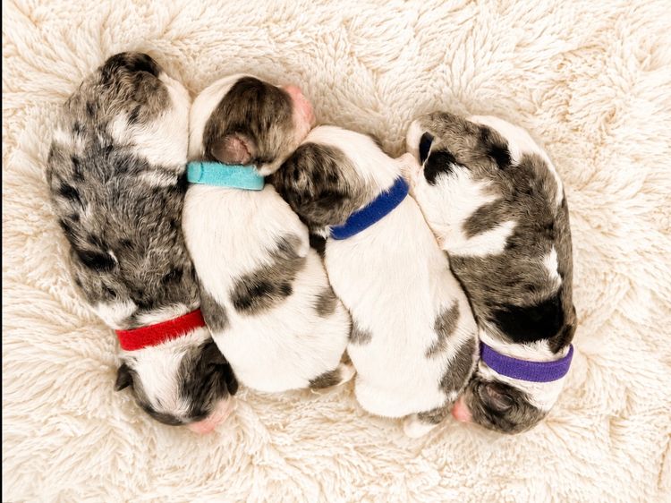 Dollhouse Puppies - Cavoodles