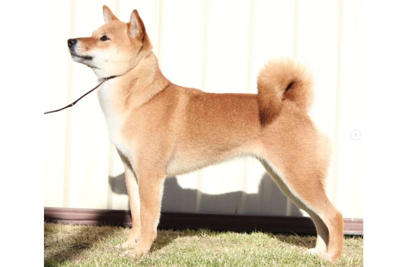 Shiba Inu puppies available from responsible breeders | RightPaw
