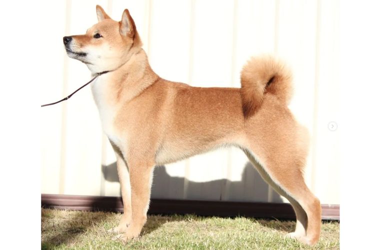 Okiniiri Shiba