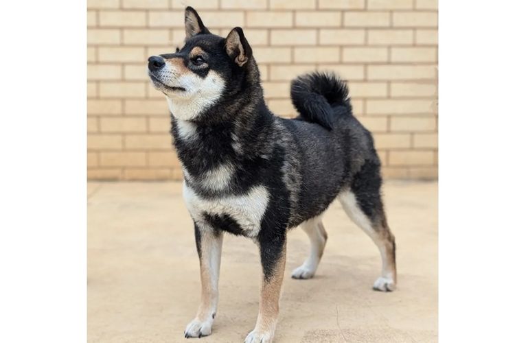Okiniiri Shiba
