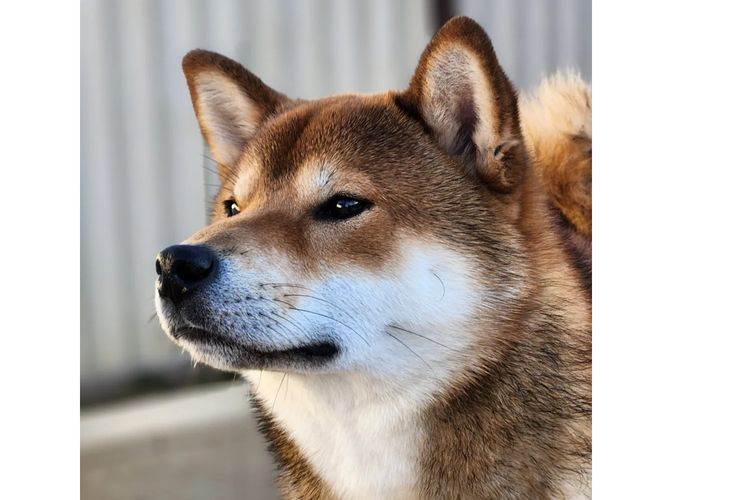 Okiniiri Shiba