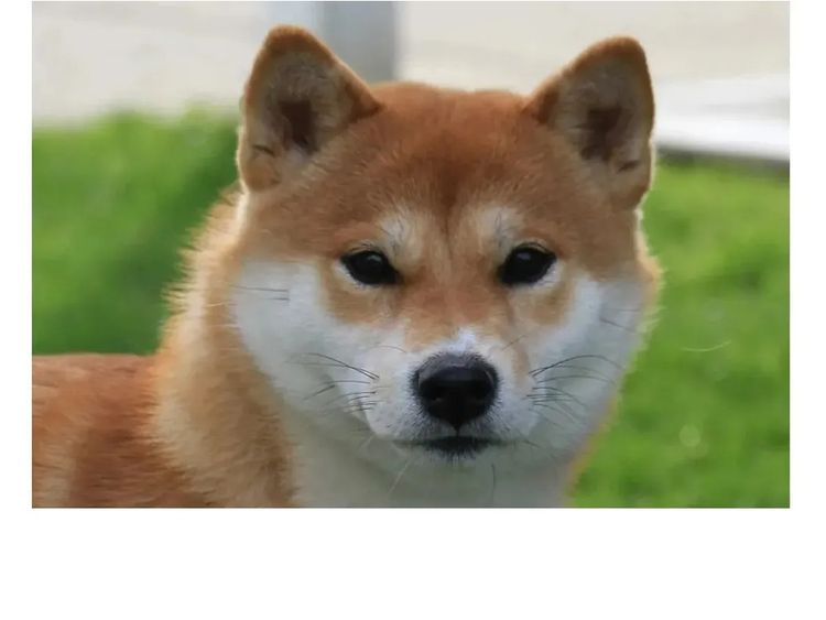 Okiniiri Shiba