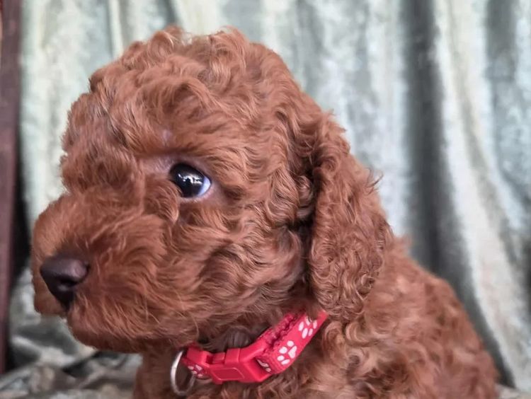 Coolabah Toy Poodles
