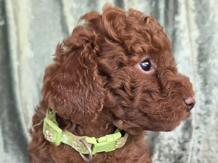 Coolabah Toy Poodles