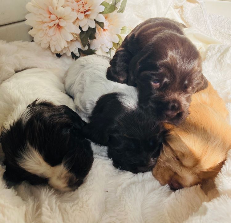 Liverwood Cocker Spaniels