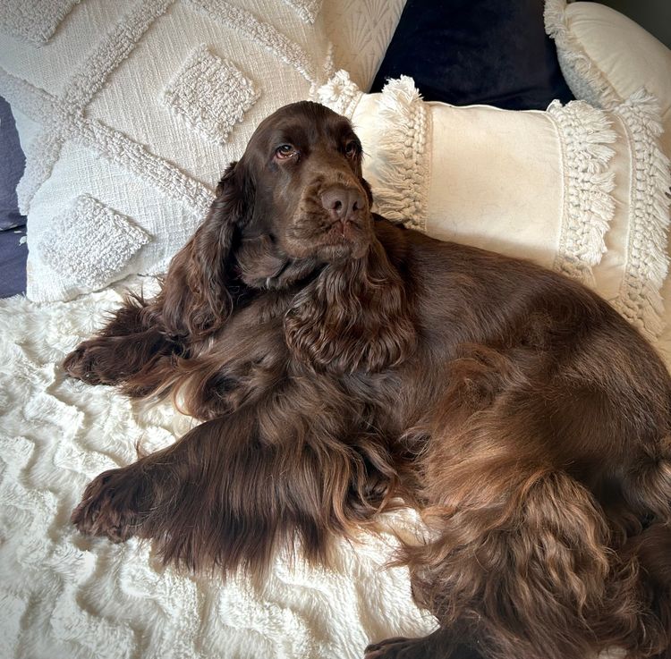 Liverwood Cocker Spaniels