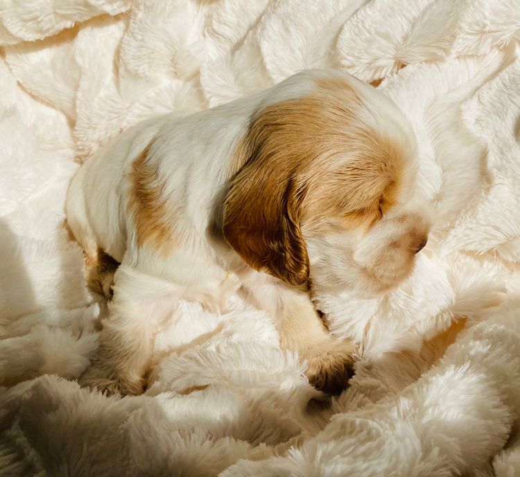 Liverwood Cocker Spaniels