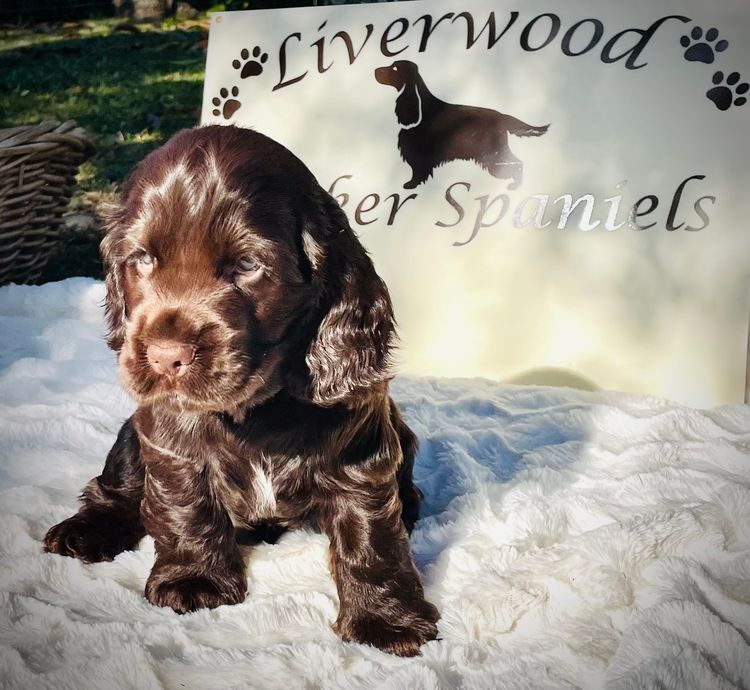 Liverwood Cocker Spaniels