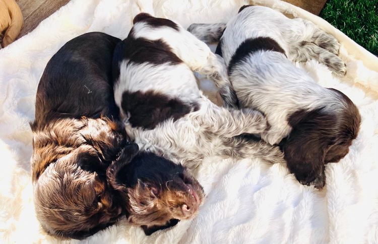 Liverwood Cocker Spaniels
