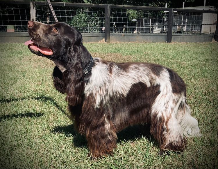 Liverwood Cocker Spaniels