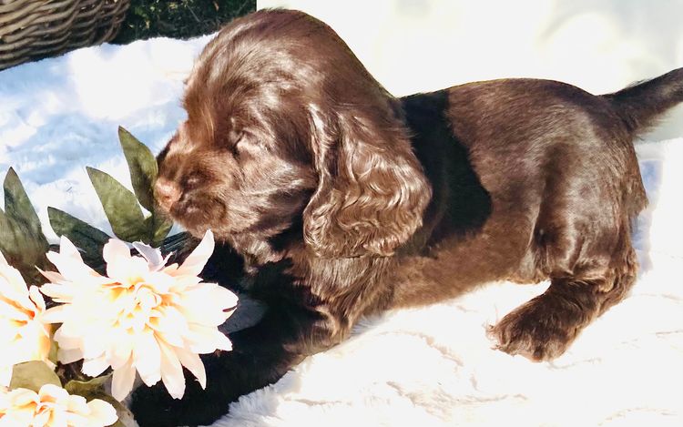 Liverwood Cocker Spaniels