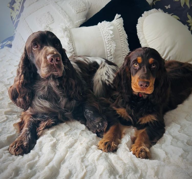 Liverwood Cocker Spaniels