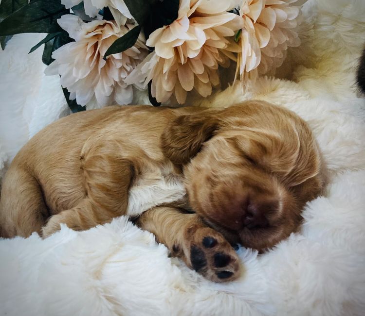 Liverwood Cocker Spaniels