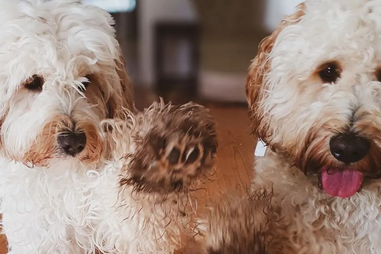 Buddy and Holly Cobberdogs