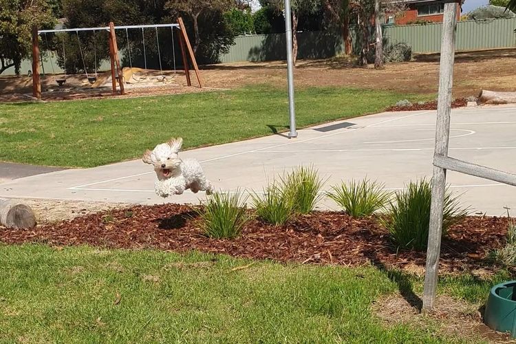Buddy and Holly Cobberdogs