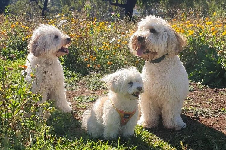 Buddy and Holly Cobberdogs