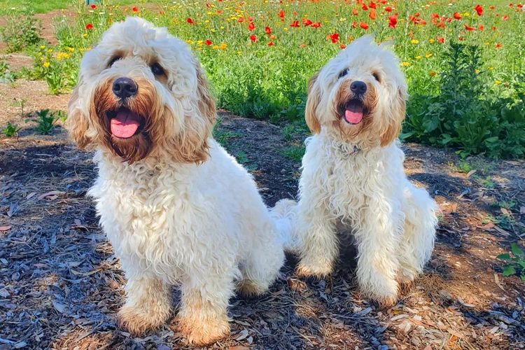 Buddy and Holly Cobberdogs