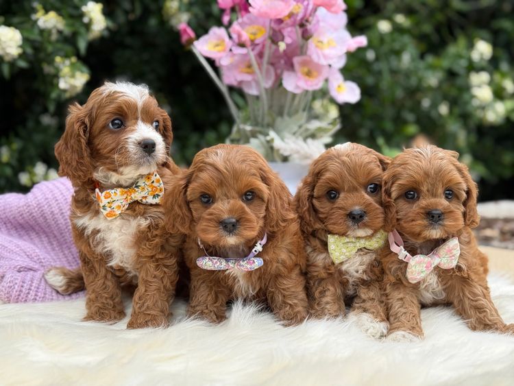 Loveable Puppies Cavoodles
