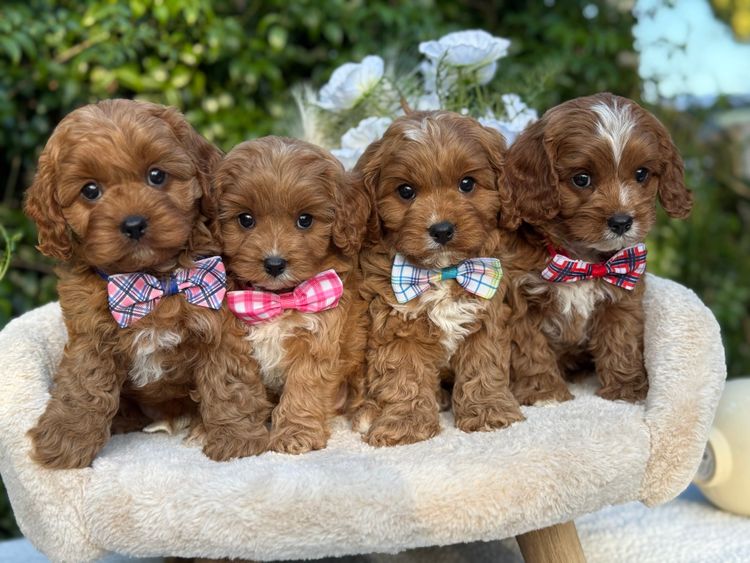 Loveable Puppies Cavoodles