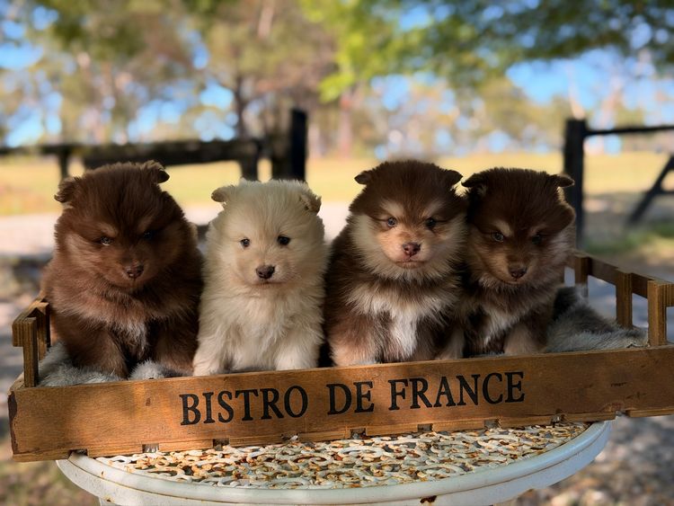 Orical Finnish Lapphunds
