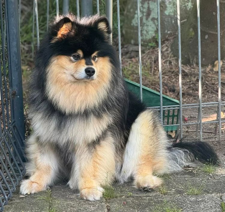 Orical Finnish Lapphunds