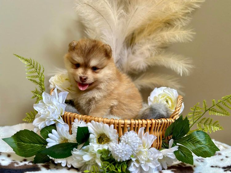 Orical Finnish Lapphunds