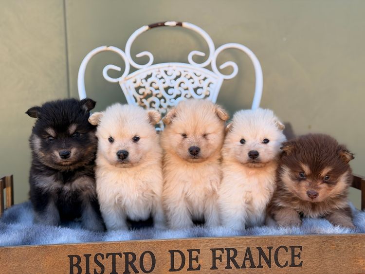 Orical Finnish Lapphunds