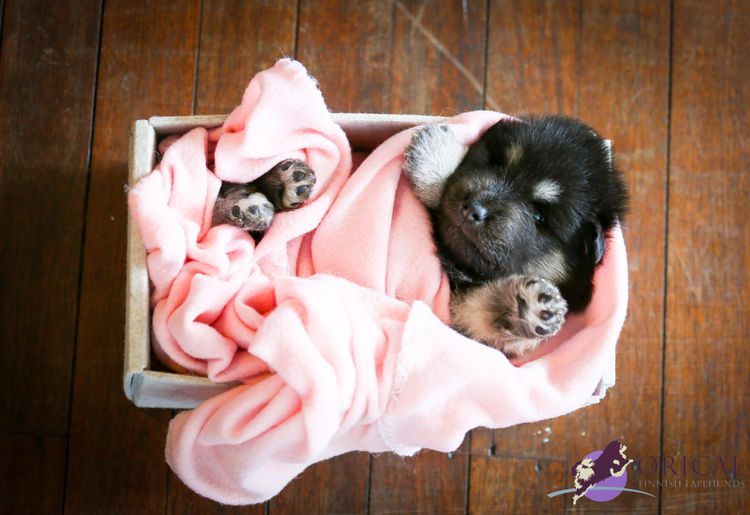 Orical Finnish Lapphunds