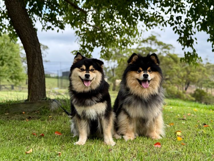 Orical Finnish Lapphunds