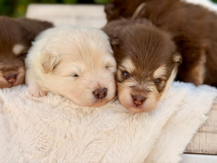 Orical Finnish Lapphunds