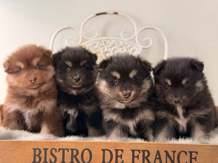 Orical Finnish Lapphunds