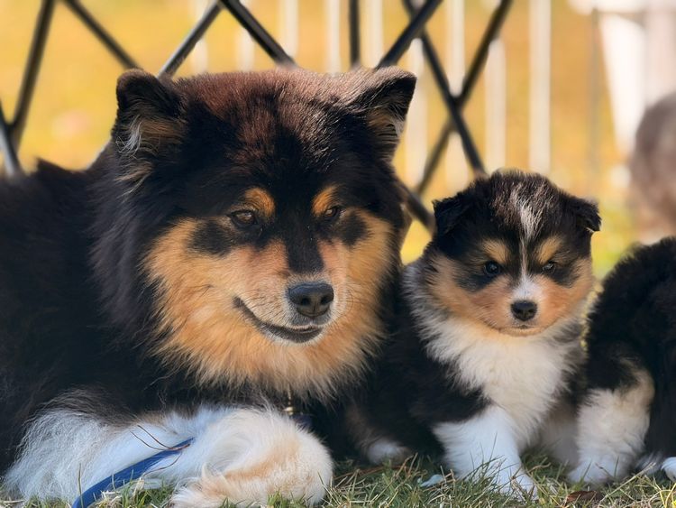 Orical Finnish Lapphunds
