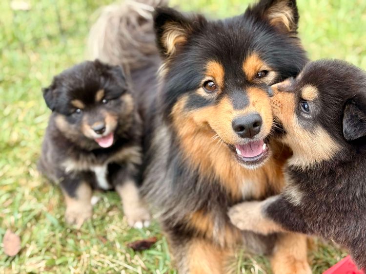 Orical Finnish Lapphunds