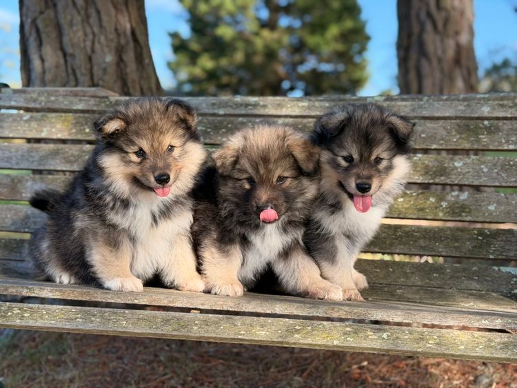 Orical Finnish Lapphunds