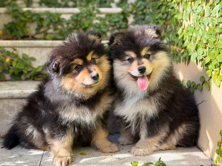 Orical Finnish Lapphunds
