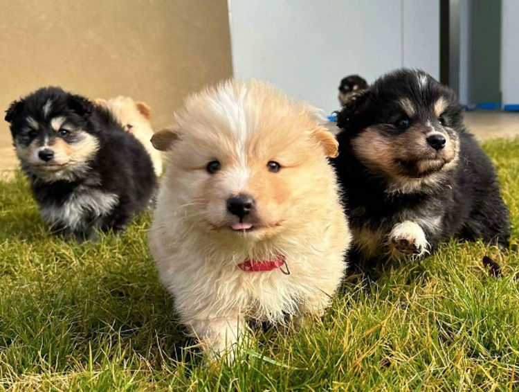 Orical Finnish Lapphunds