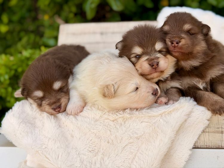 Orical Finnish Lapphunds