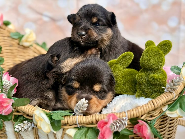 Orical Finnish Lapphunds