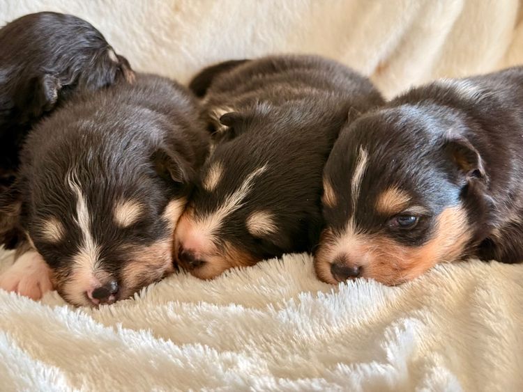 Orical Finnish Lapphunds