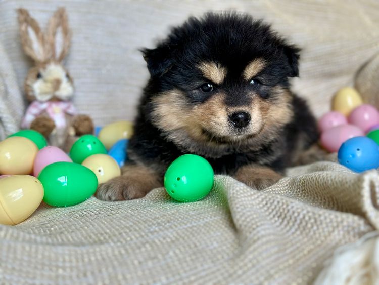 Orical Finnish Lapphunds