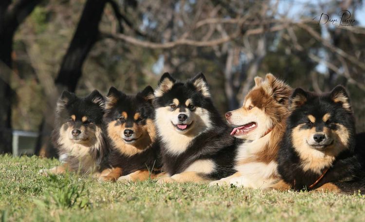 Orical Finnish Lapphunds