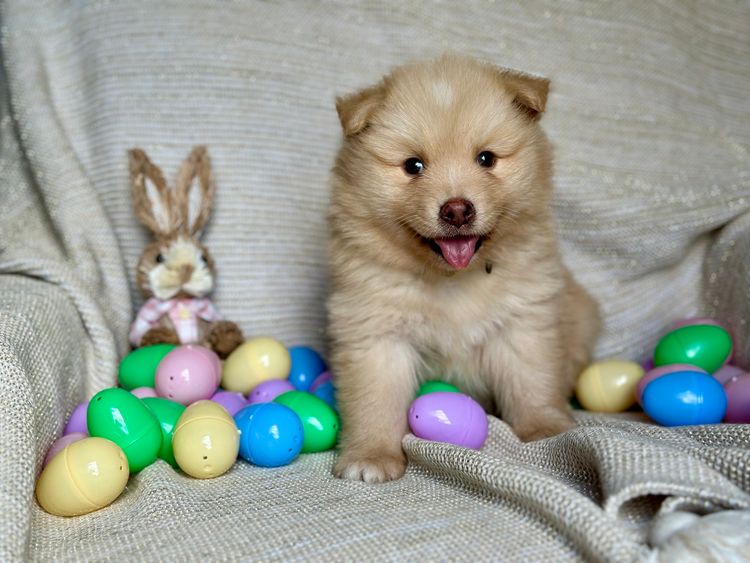 Orical Finnish Lapphunds
