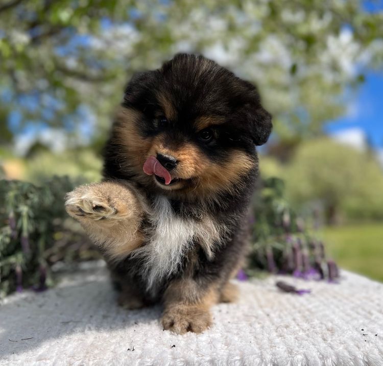 Orical Finnish Lapphunds