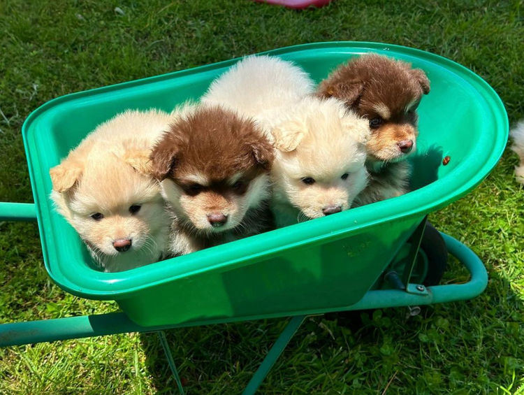 Orical Finnish Lapphunds